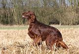 SETTER IRLANDAIS 391